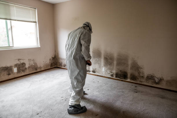 Professional Mold Removal in Boswell, PA