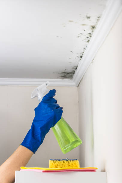 Best Mold Removal and Inspection  in Boswell, PA